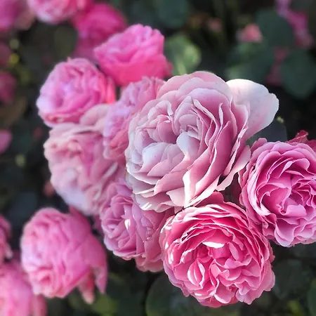 La Casa Di Menny Pensión Moneglia